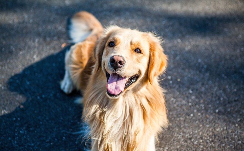 golden-retriever-city-pet