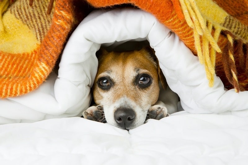 good winter dog bed