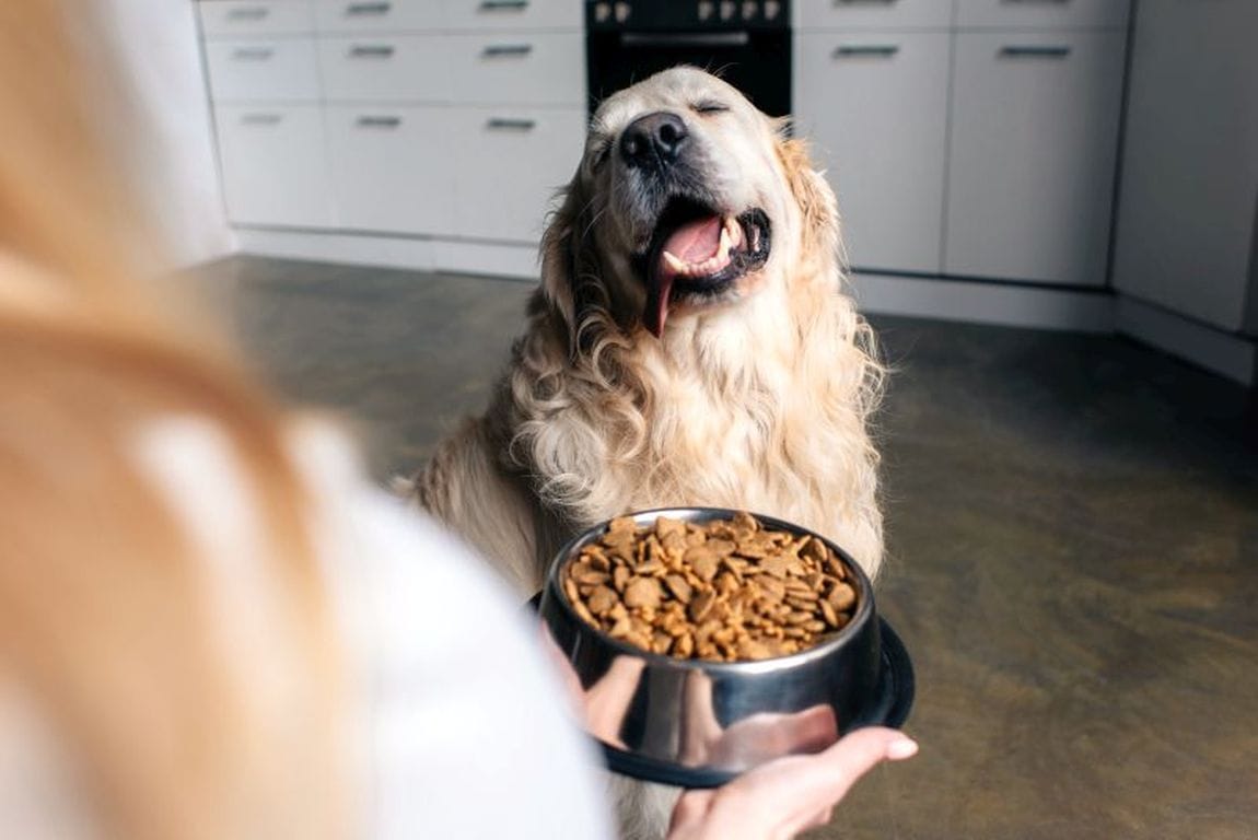 healthy dog food