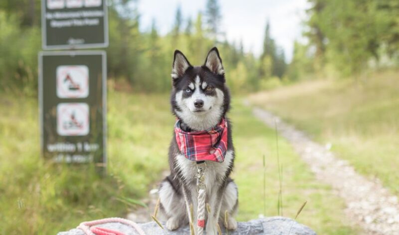 hiking Alaskan Klee Kai