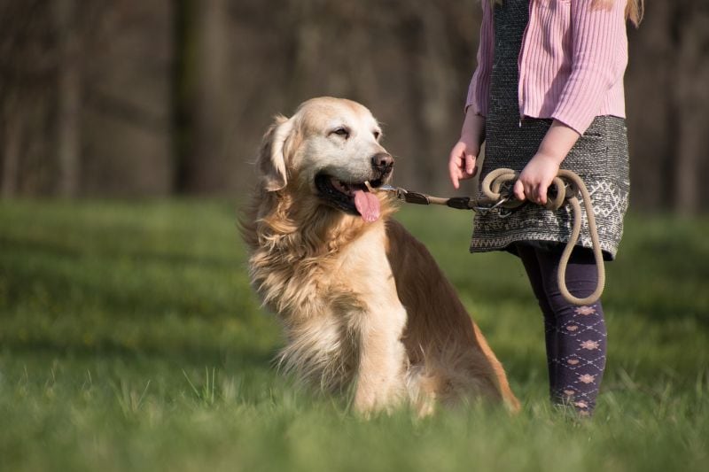 Proper dog leash length