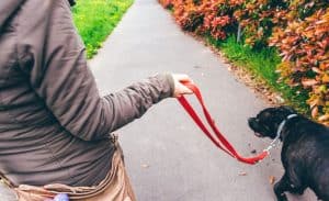 hold your dog's leash correctly