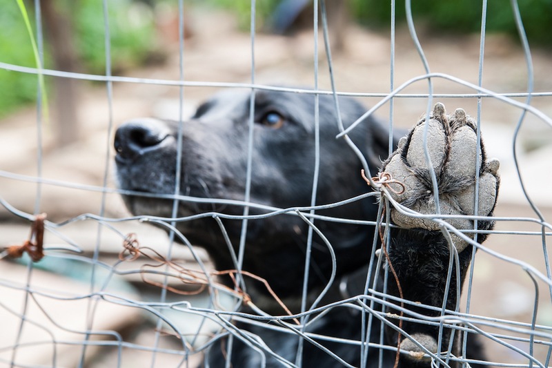 how to spot puppy mill