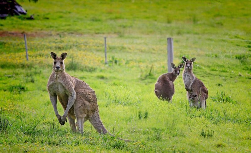 best kangaroo dog food