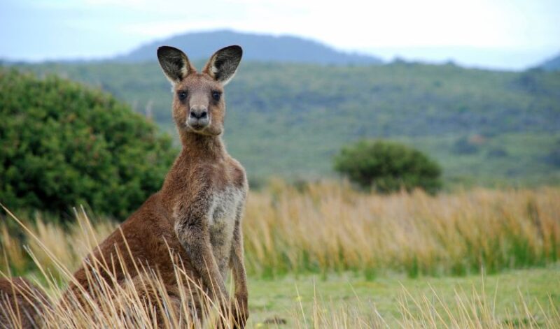 best kangaroo dog food 