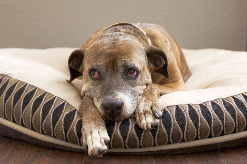 Symptoms of kidney disease in dogs