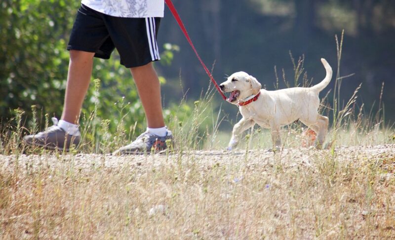 best leashes for puppies