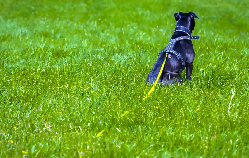 tricks for long leashes