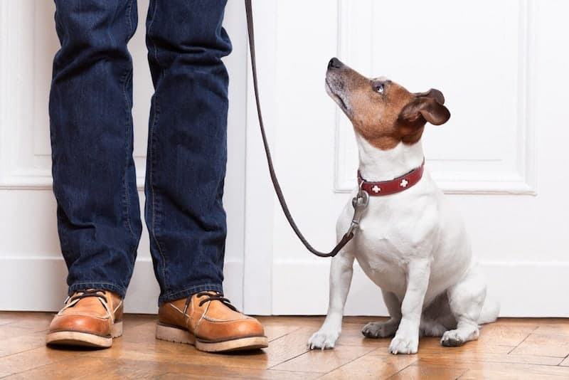 loose leash walking