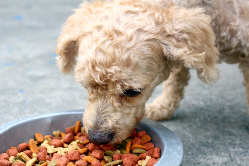 low-carb dog food