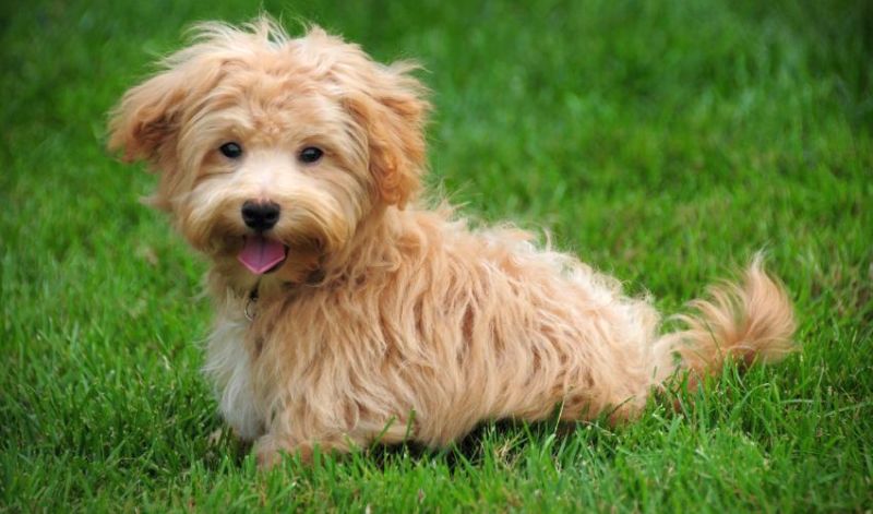 maltipoo in grass