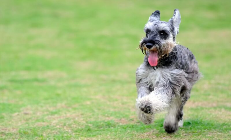 mini schnauzer mixed breeds