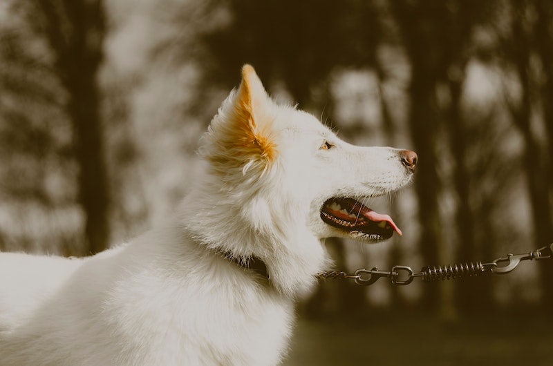 dog tie clasps