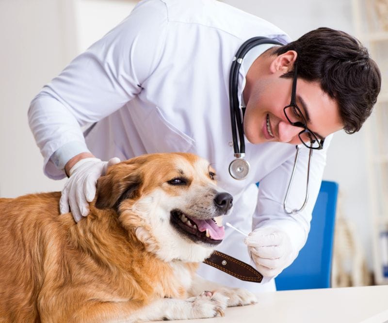 vet treatment