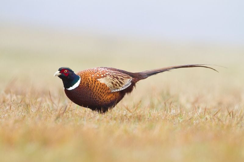 pheasant for dogs