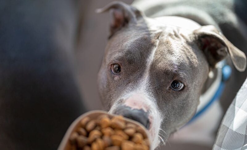 best pit bull dog foods