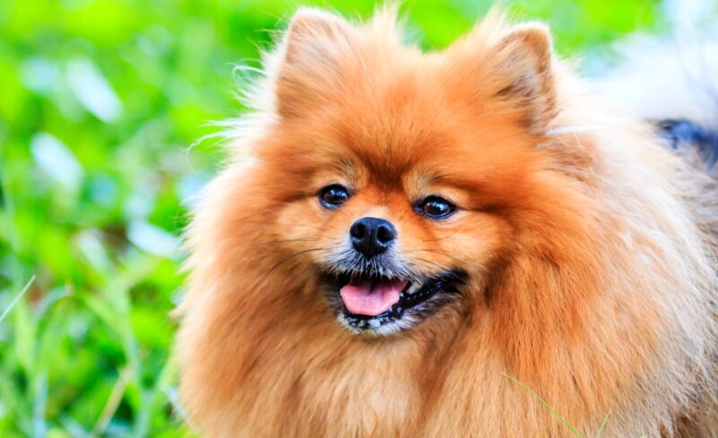 Pomeranian nutritional needs