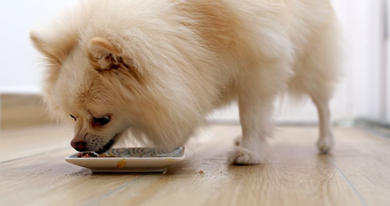 Best foods for Pomeranians