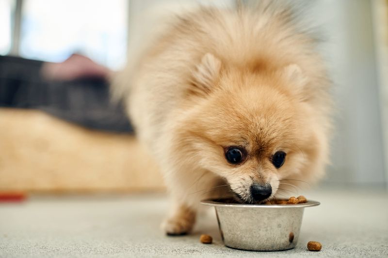 Picking Pomeranian Food