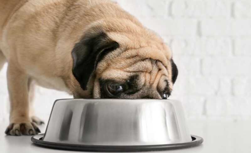 pug eating from bowl