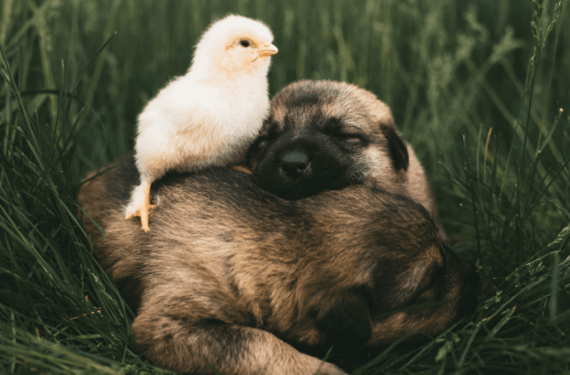 puppies and chicken chick