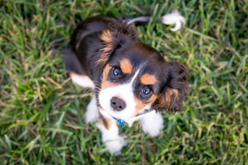 puppy blues tips