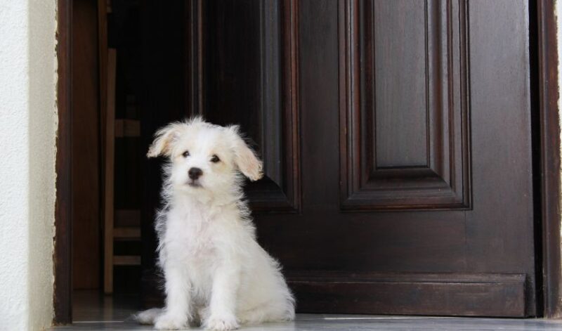 puppy on doorstep 