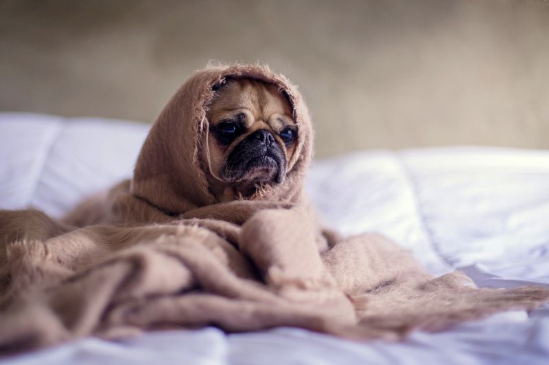 puppy makes mental health struggles worse