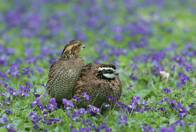 quail meat for dogs