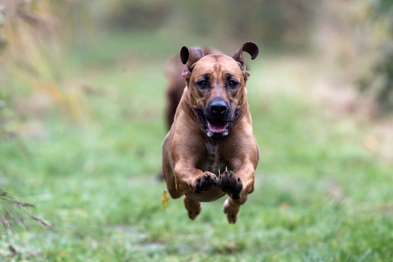 dog running