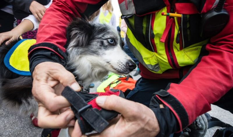 search and rescue dog harness