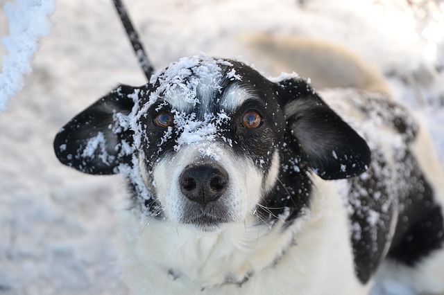 short haired dogs winter