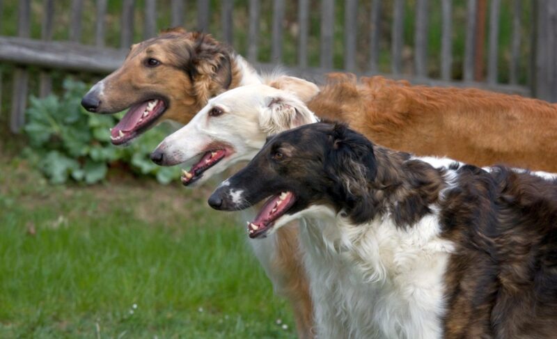 sighthound dog breeds