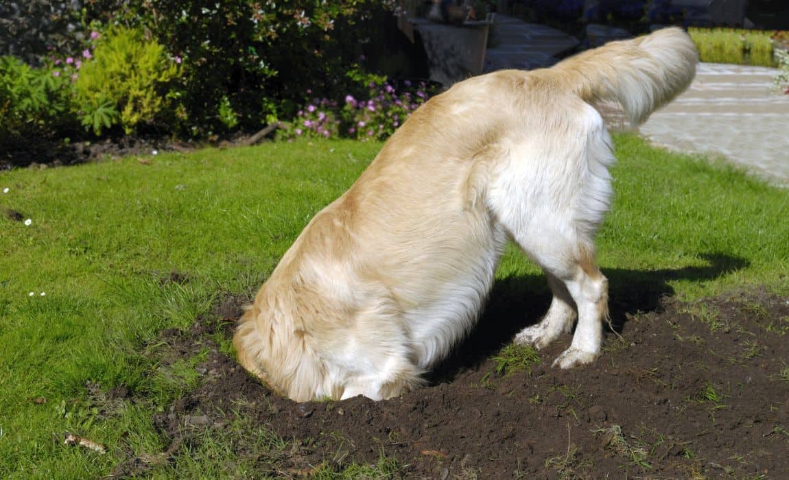 stop your dog from digging