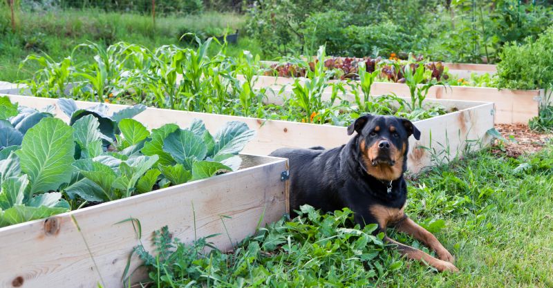 sustainable dog food company