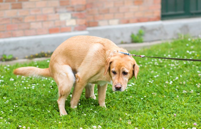 dog food probiotics