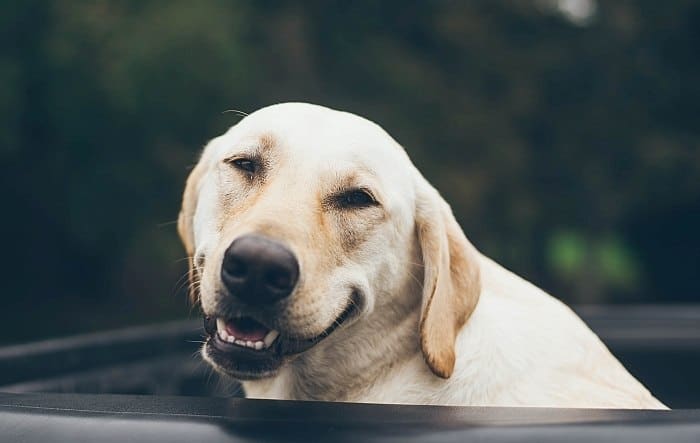 best dog crates for truck beds