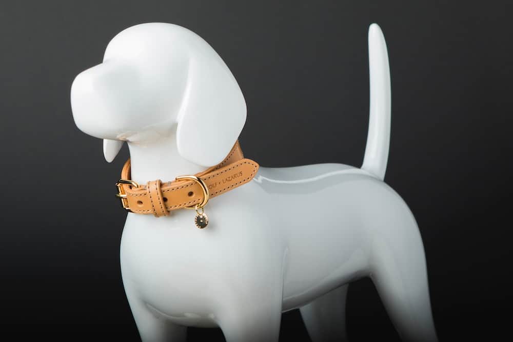 unique-dog-collars