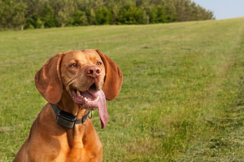 vibrating dog collars