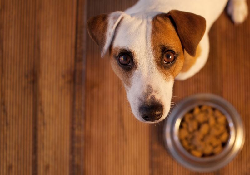 what dogs need hydrolyzed food