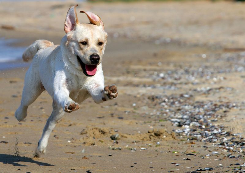 running dog